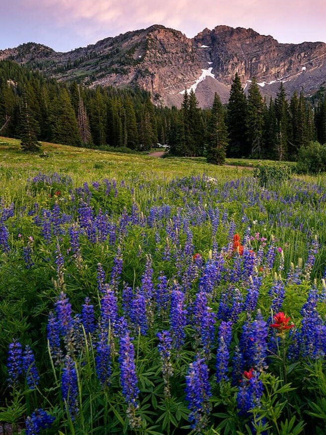 How to Skip the Fee & Hike Albion Basin for Free - The Minivan Bucket List