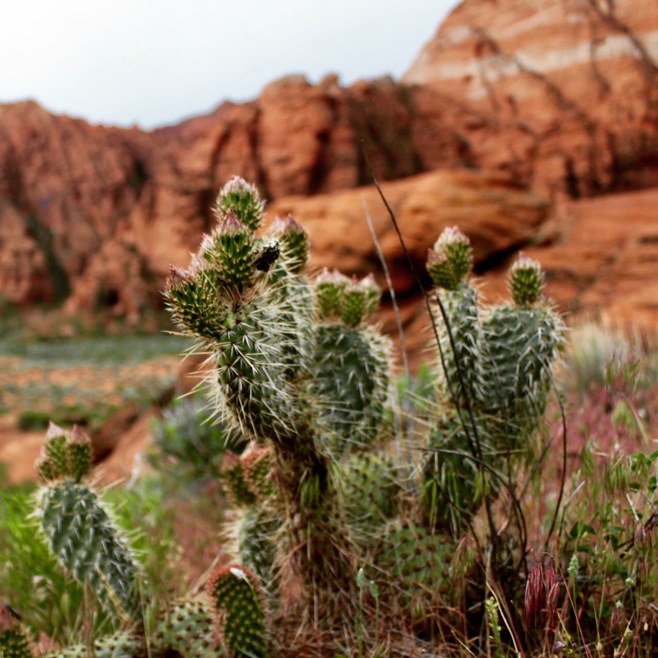 things to do in St. George Utah - snow canyon
