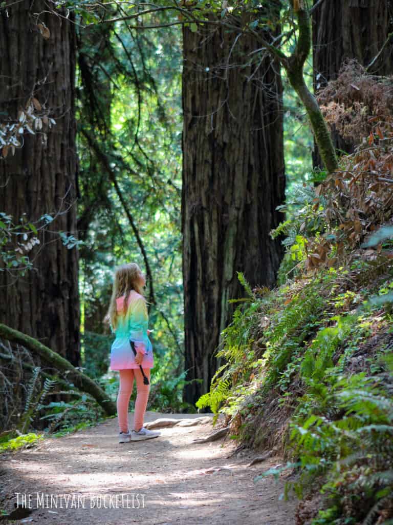 things to do in San Francisco with kids Muir Woods