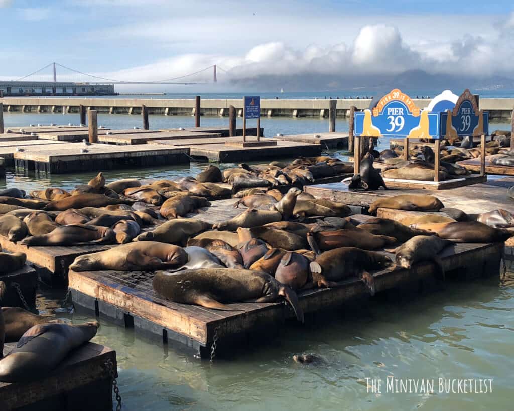 things to do in San Francisco with kids Pier 39
