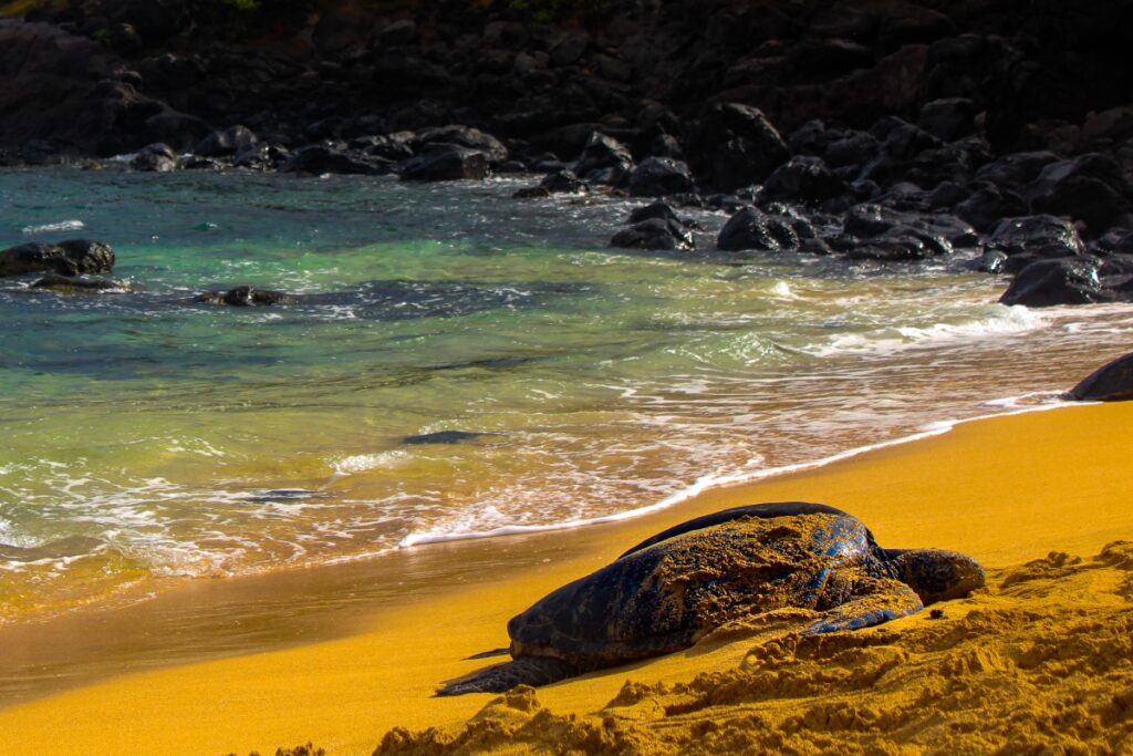 sea turtles at Ho'Okipa Beach