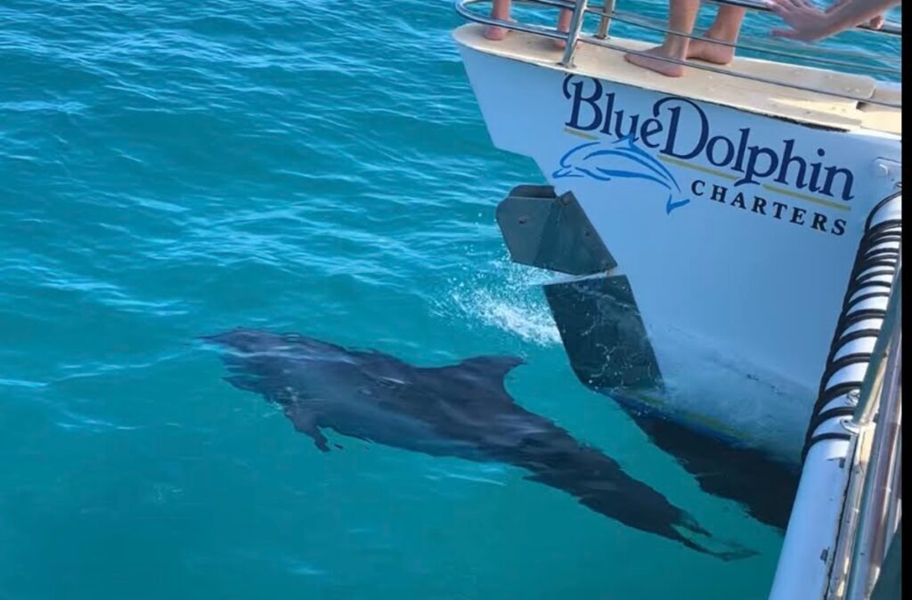 Blue Dolphin charters
