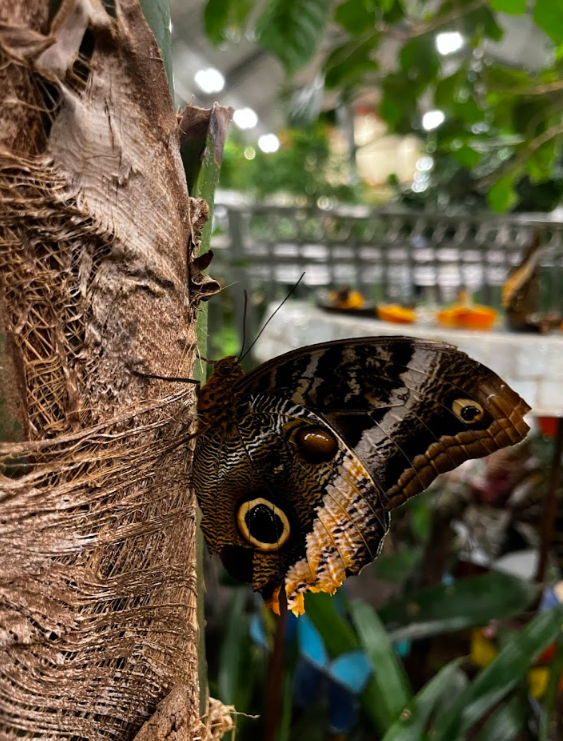 things to do in Lehi - Butterfly Biosphere