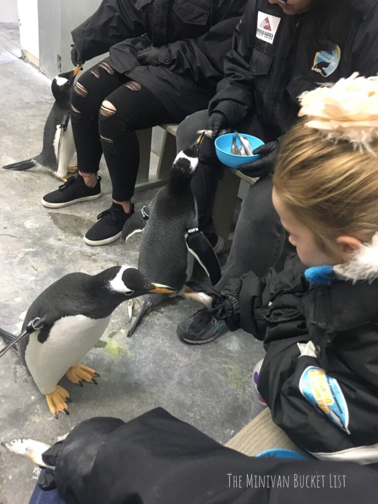 Things to Do in Utah in the Winter: feed the penguins